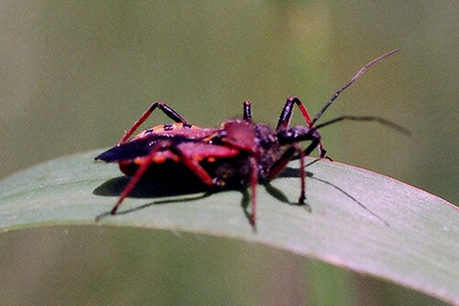 Rhynocoris erythropus
